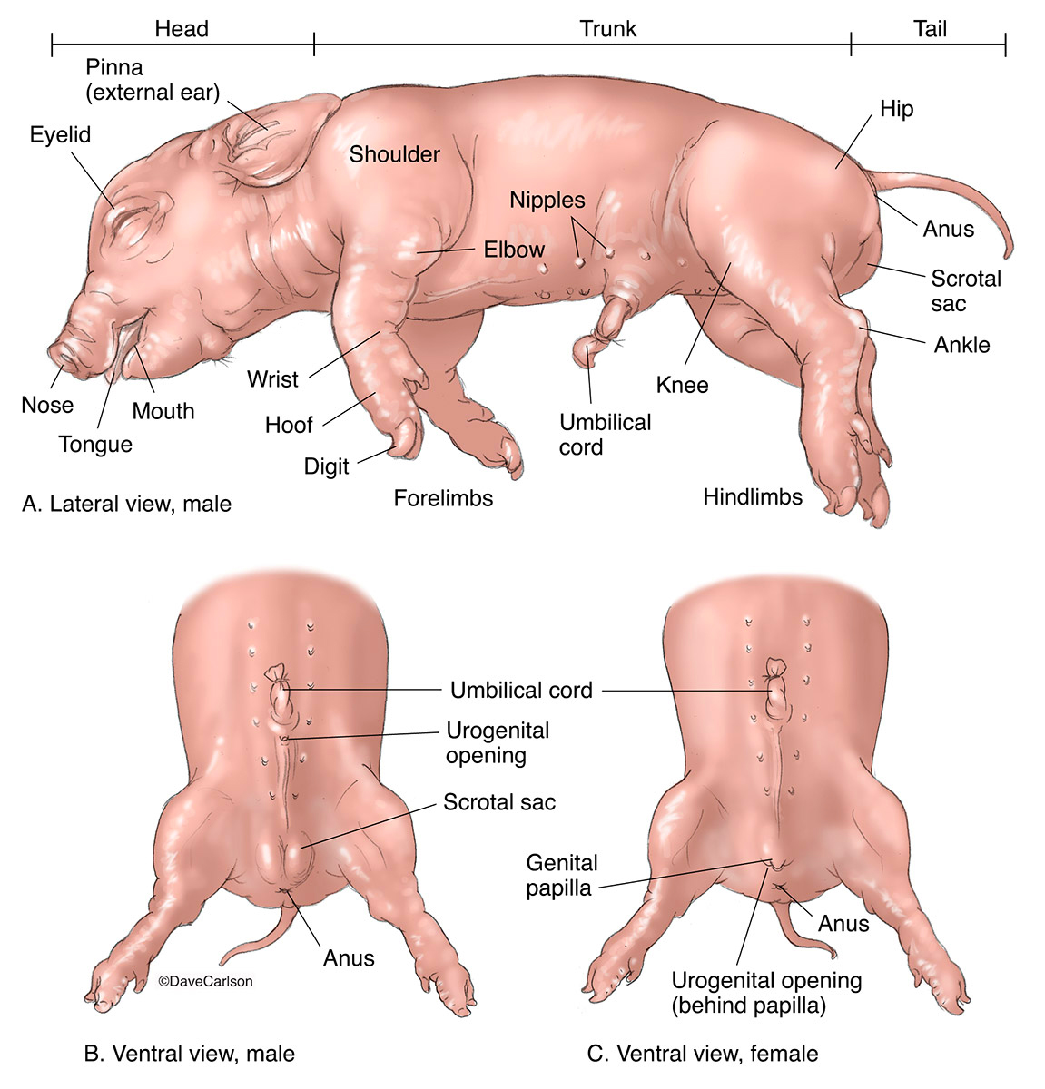 Illustration overview of surface features of the fetal pig.