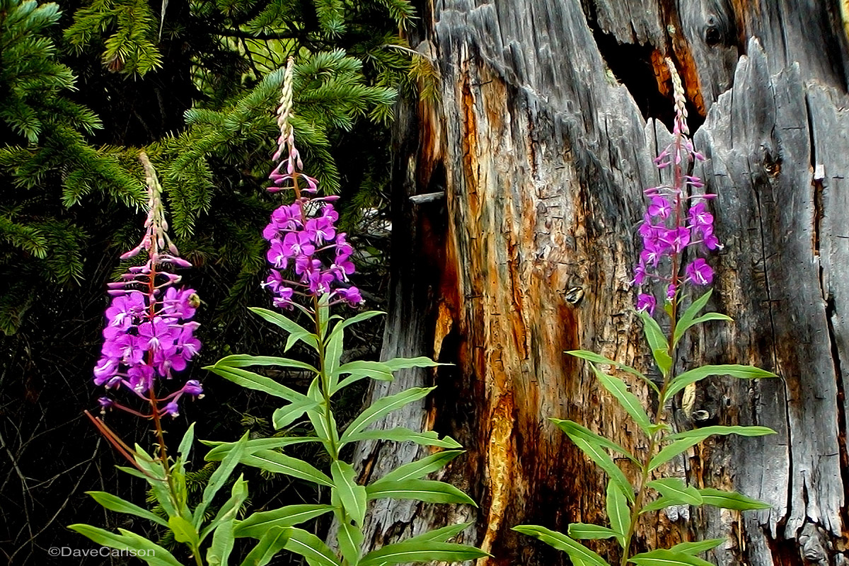Fireweed wildflowers (Chamerion danielsii) along the Emerald Lake Trail, Rocky Mountain National Park.