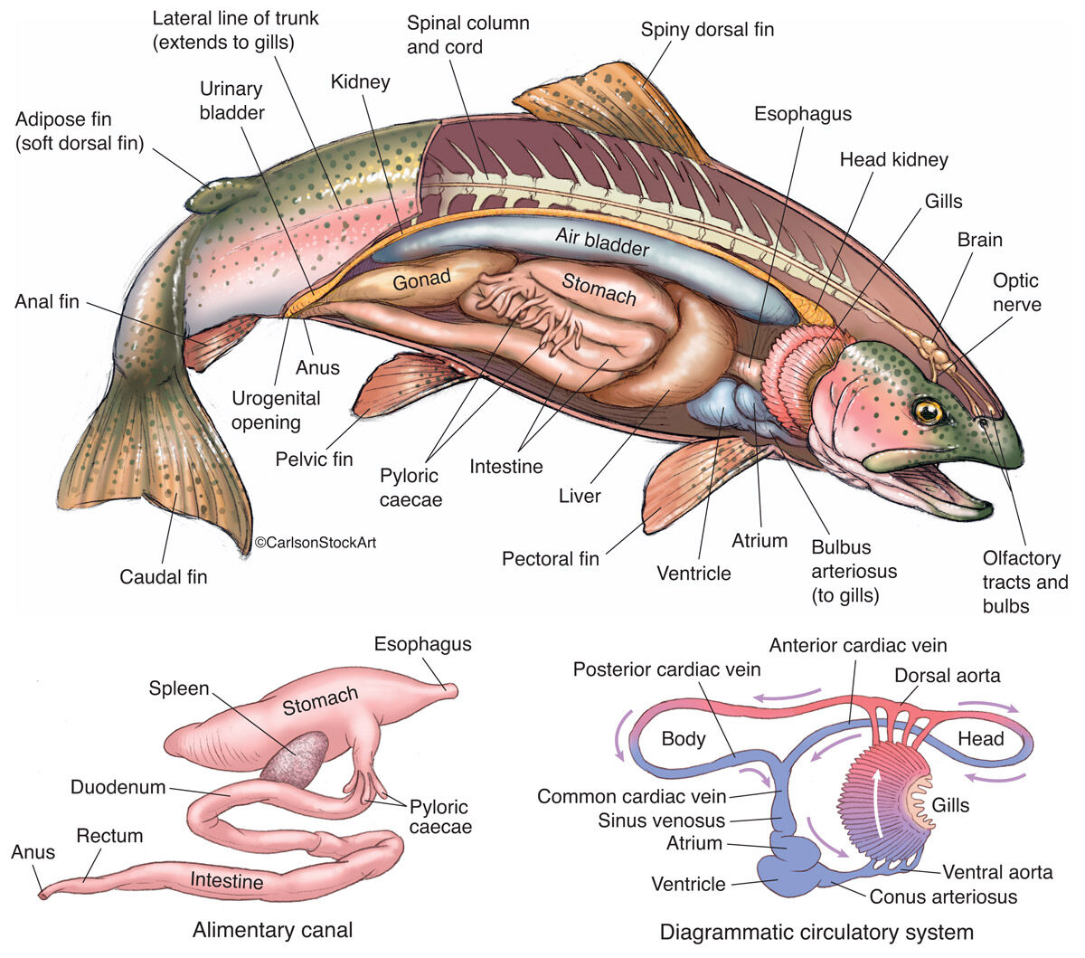Illustration of the external and internal anatomy of a typical bony fish, the rainbow trout.