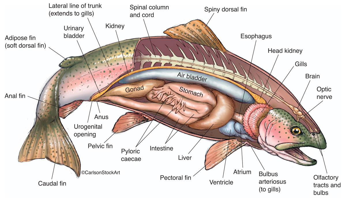 Illustration of the external and internal anatomy of a typical bony fish, the rainbow trout.