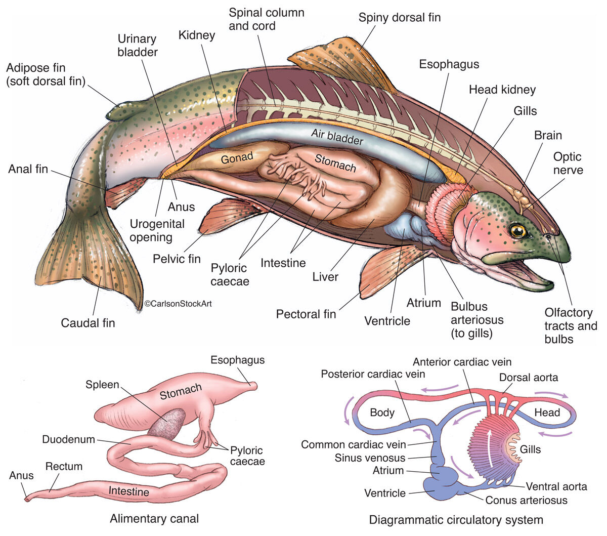 Bony Fish Anatomy - Rainbow Trout 1 | Carlson Stock Art