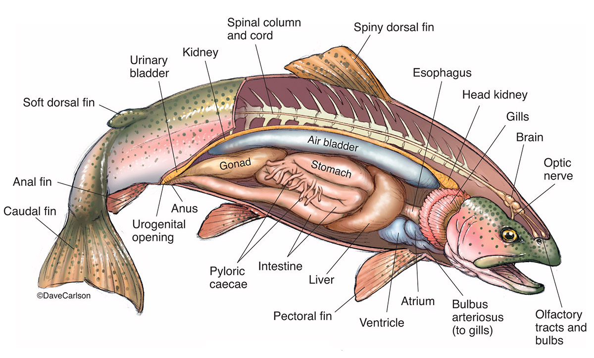 Illustration of the external and internal anatomy of a typical bony fish, the rainbow trout.
