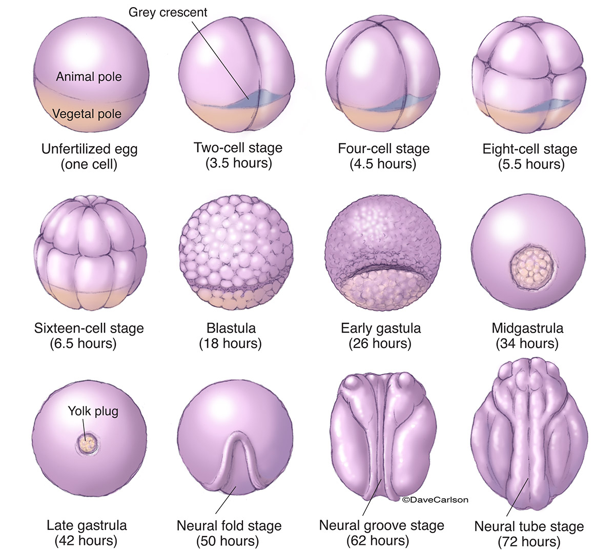 Illustration of typical amphibian embryonic development from single cell (unfertilized egg) to neural tube stage (72 hrs).