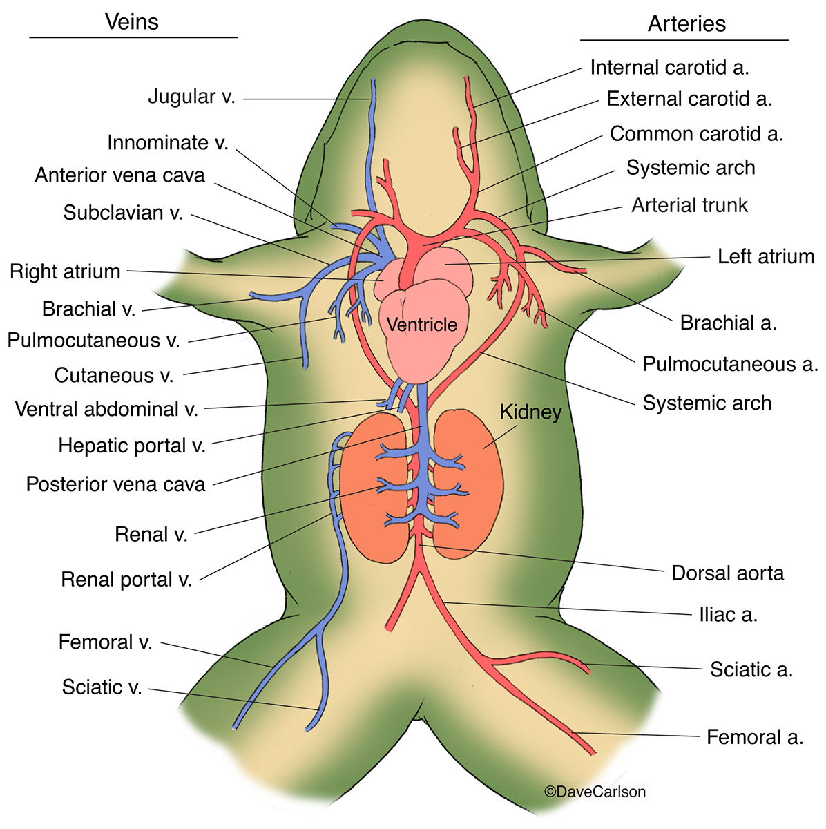 Illustration of generalized amphibian cardiovascular system.