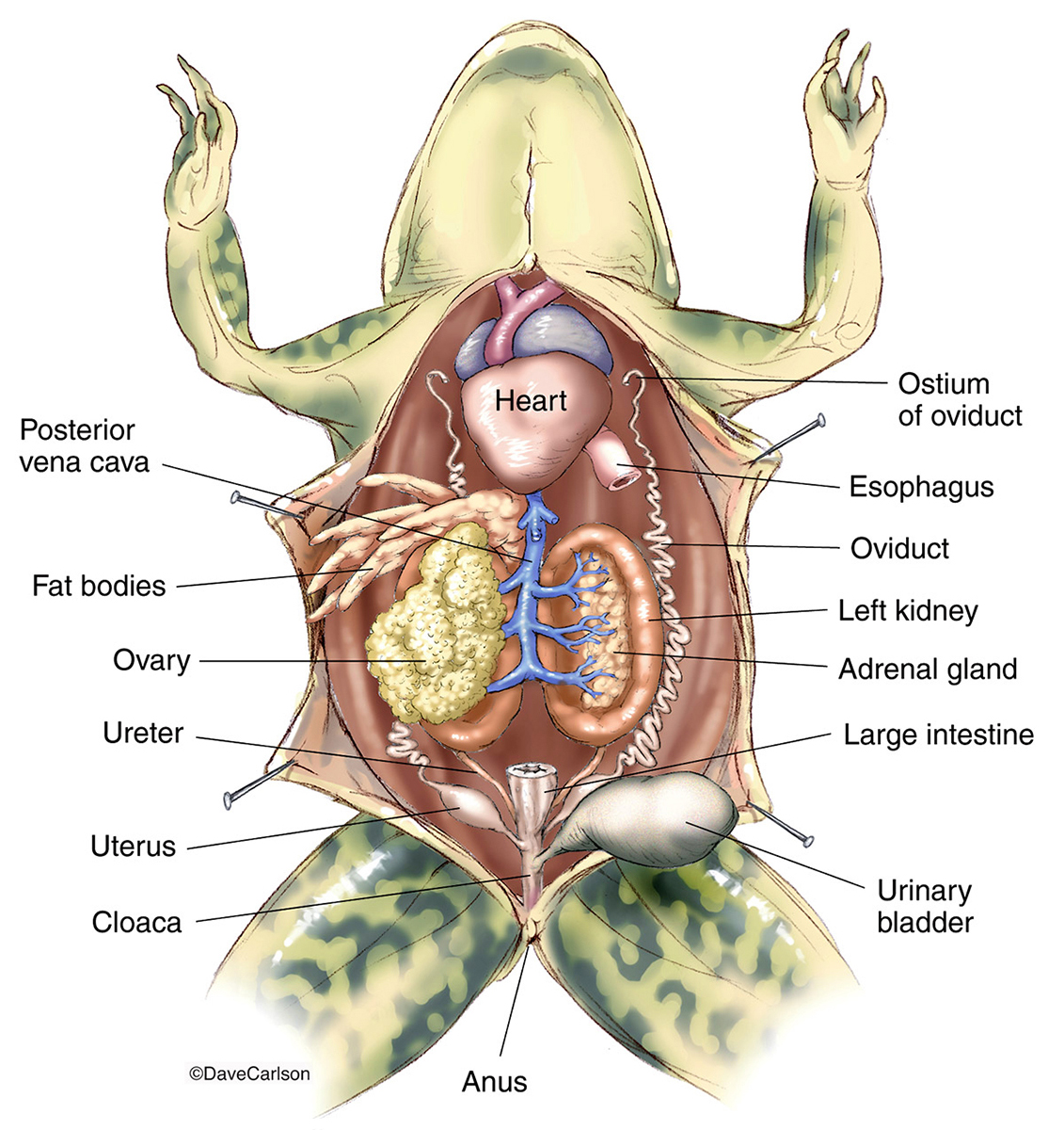 Illustration of female frog urinary and reproductive organs.