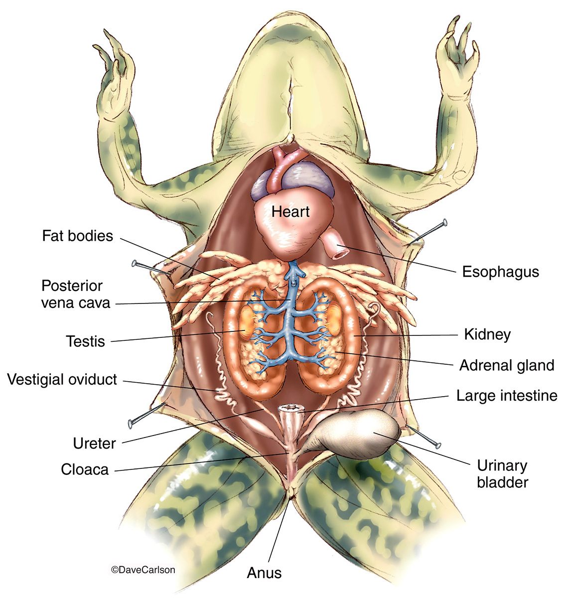 Illustration of&nbsp;male frog urinary and reproductive organs.