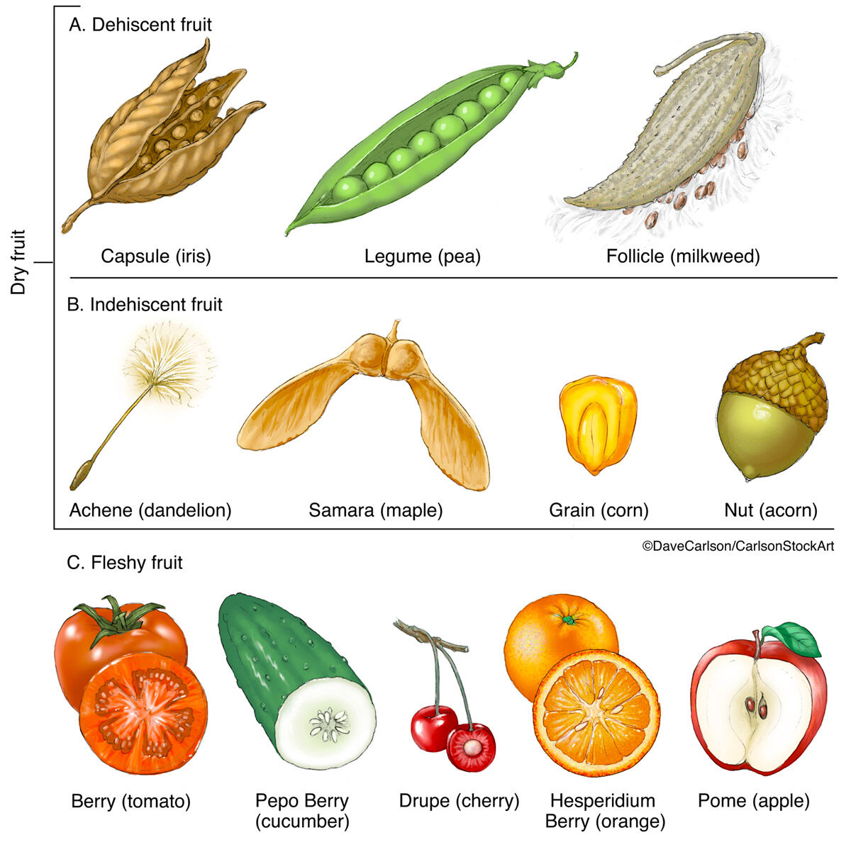 Illustration of the various types of seed-bearing structures that develop from the ovary of a flowering plant.