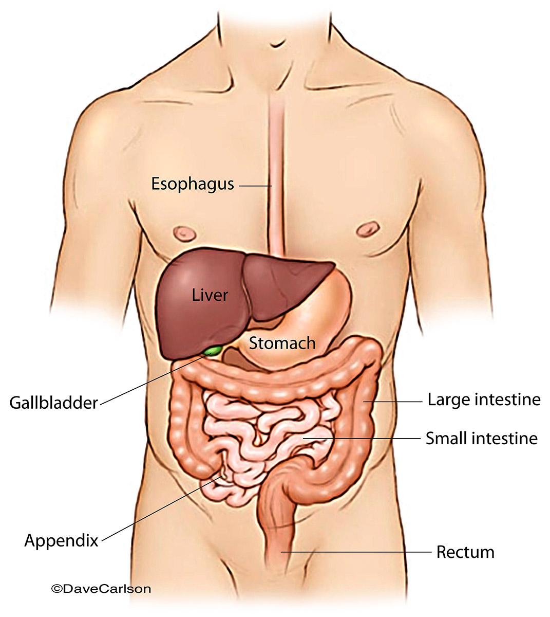 Generalized illustration of the digestive organs of the G.I. tract.
