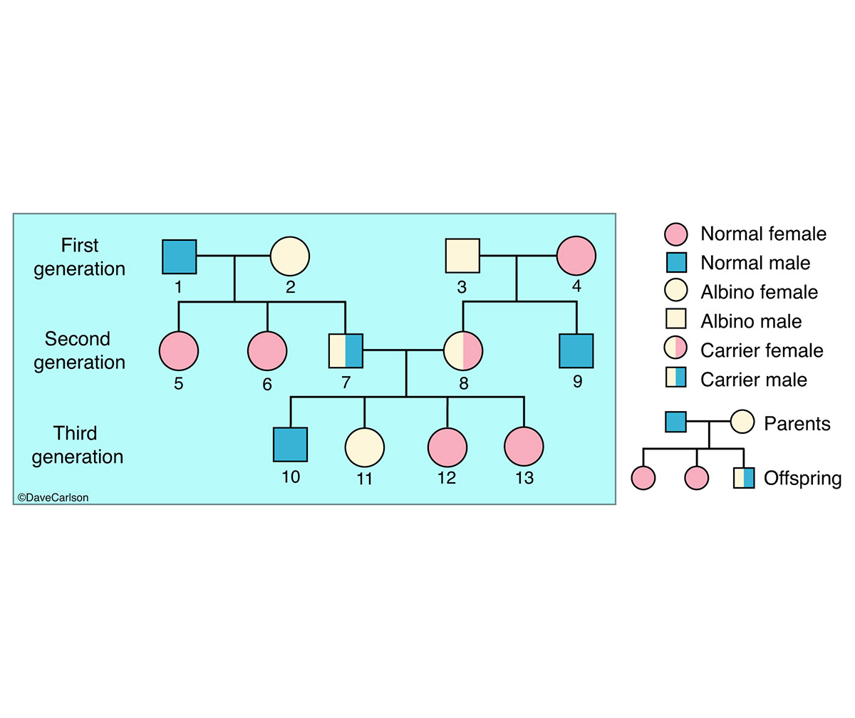 Diagram of the genetic model for albinism, an inherited recessive&nbsp;trait that reduces the amount of melanin pigment in the...