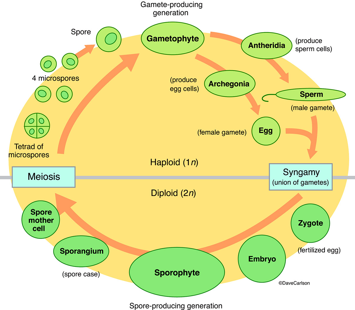 Diagram of alternation of generations (metagenesis), which describes the life cycle that occurs in certain plants that have distinct...