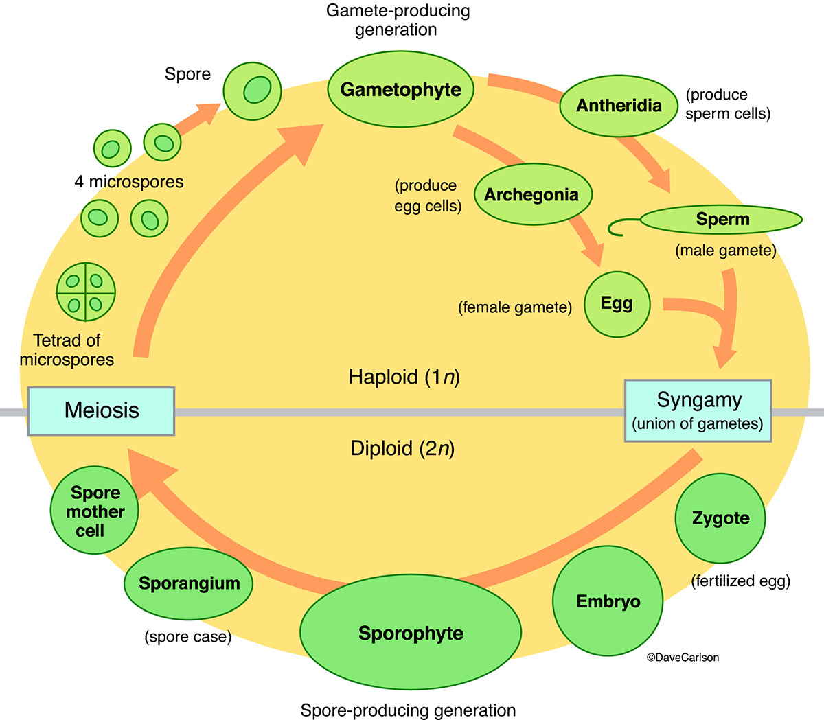 Alternation Of Generations Flowering Plants