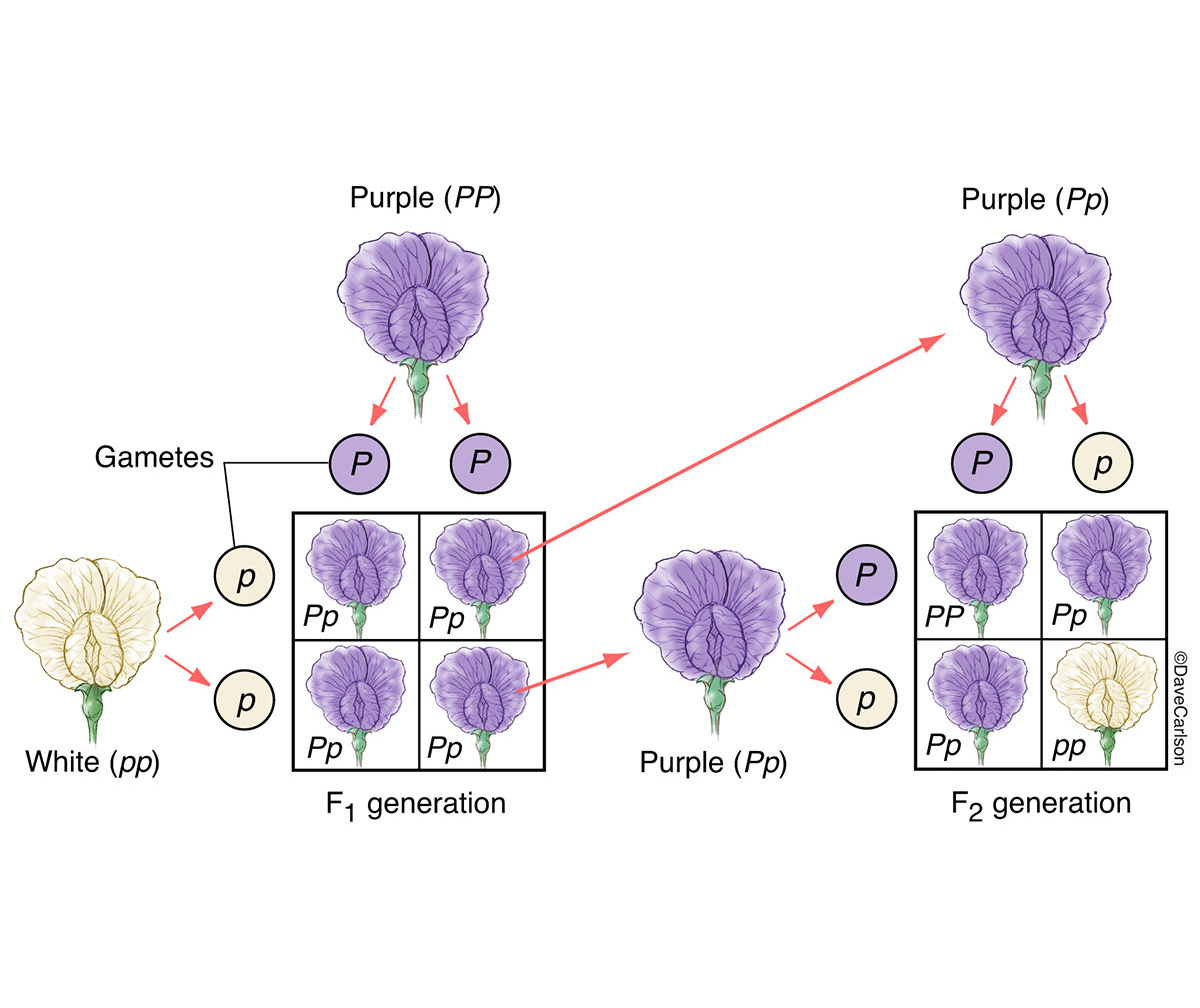 Illustration of Gregor Mendel's Mendelian Cross, using pea plants.