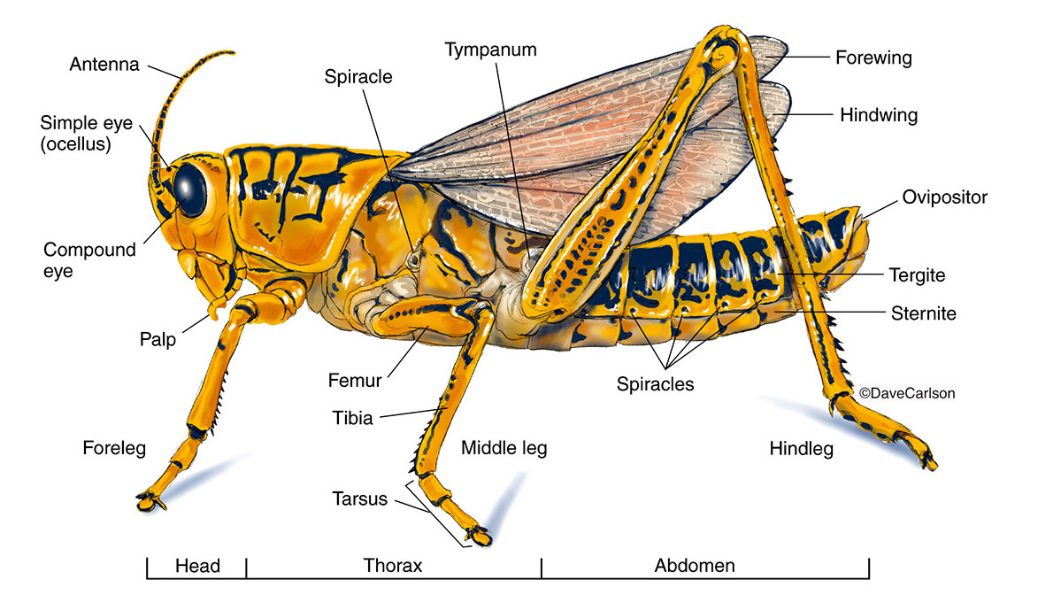 Illustration of the external anatomy of a grasshopper.