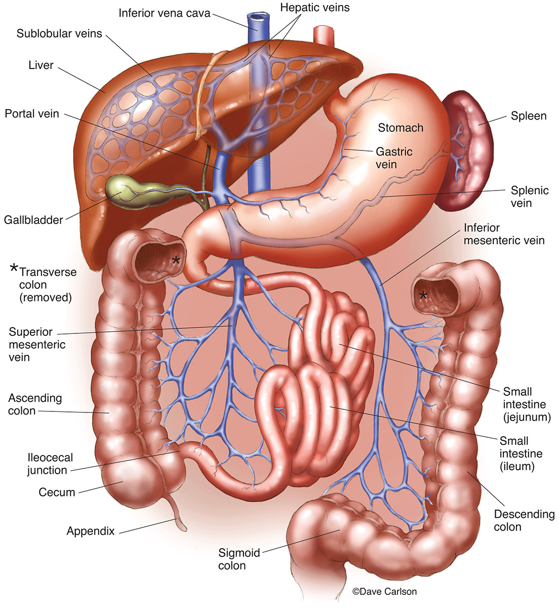 Illustration of the major veins that carry blood from the digestive organs to the liver.