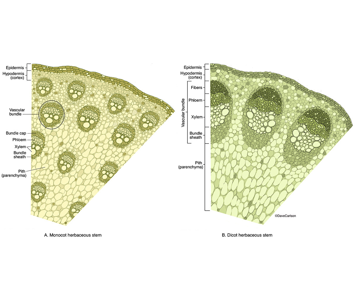 Cross section illustrations showing the structural anatomy of monocot and dicot stems.
