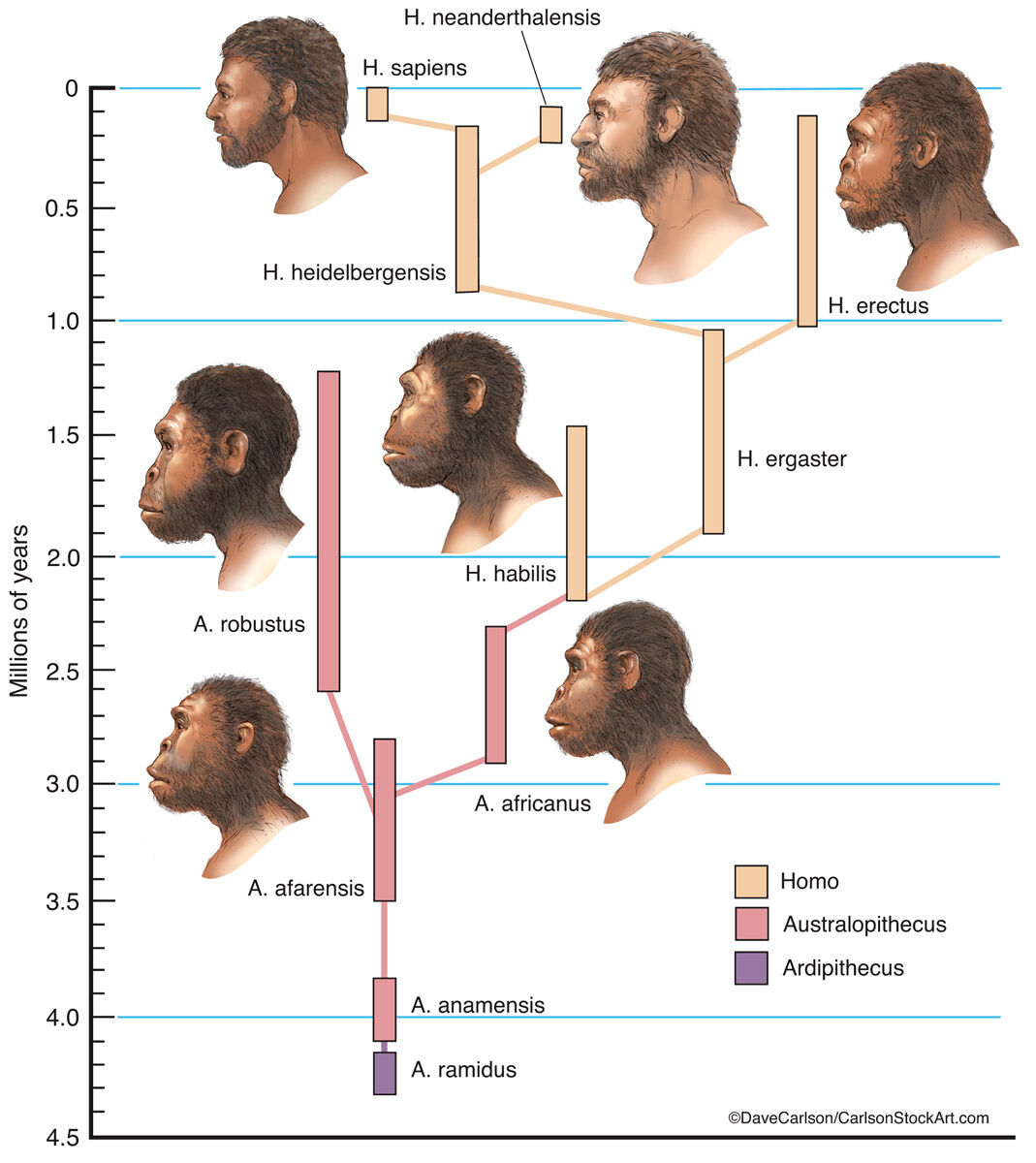 Illustration charting the evolutionary timeline of Homonids to Homo sapiens