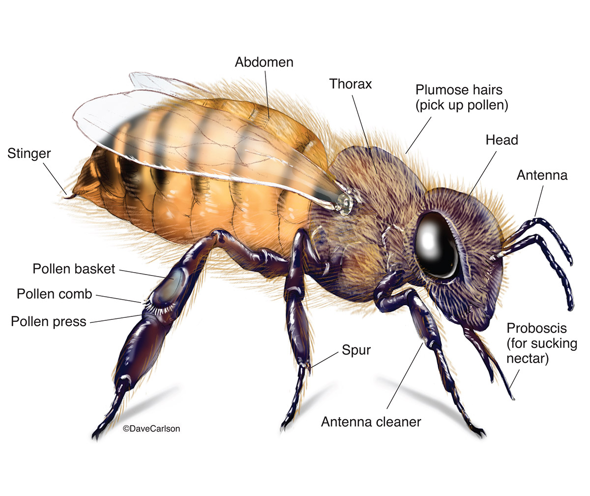 Honey Bee Anatomy Account Suspended