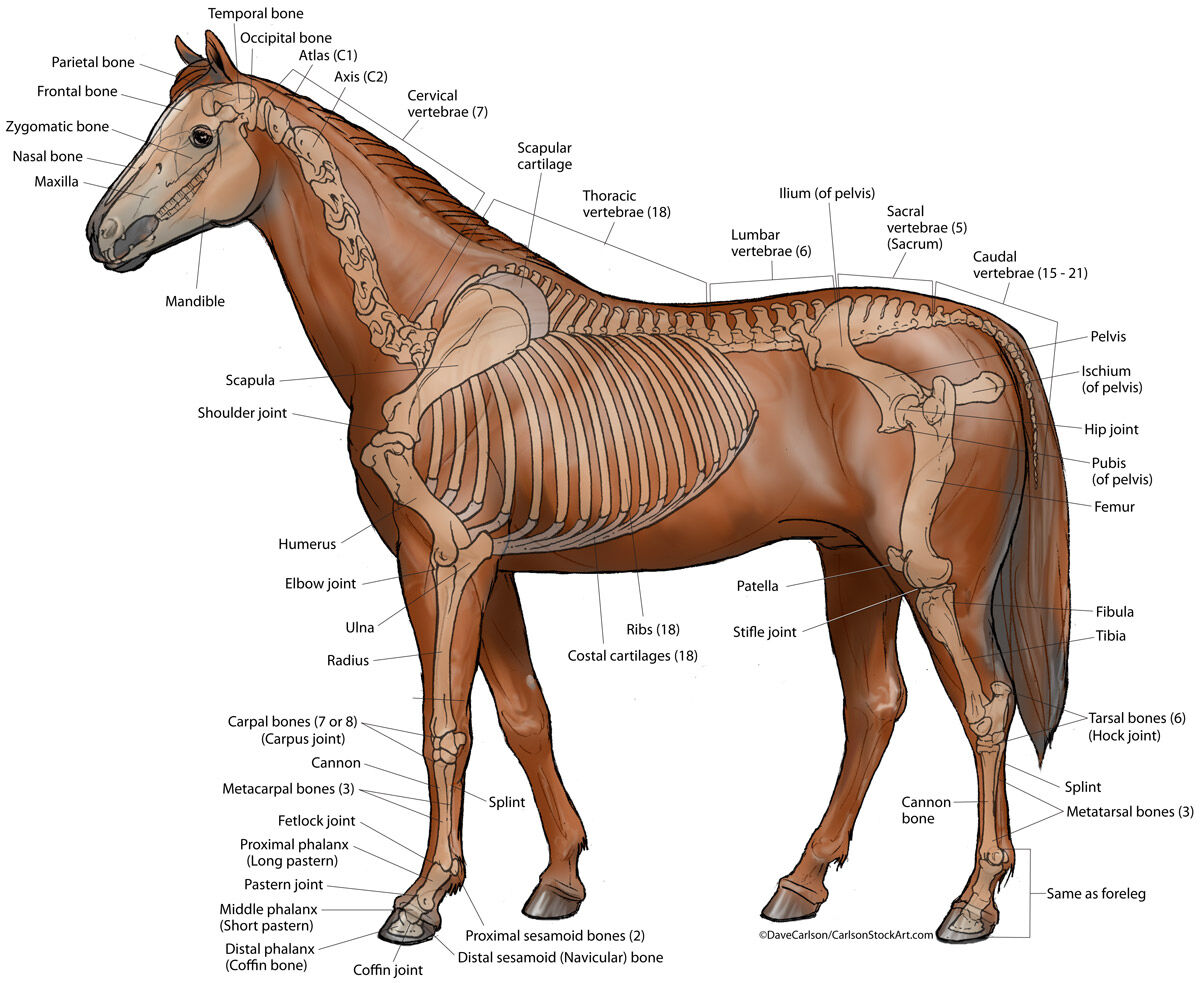 Horse / Equine Skeleton - Lateral View - Color
