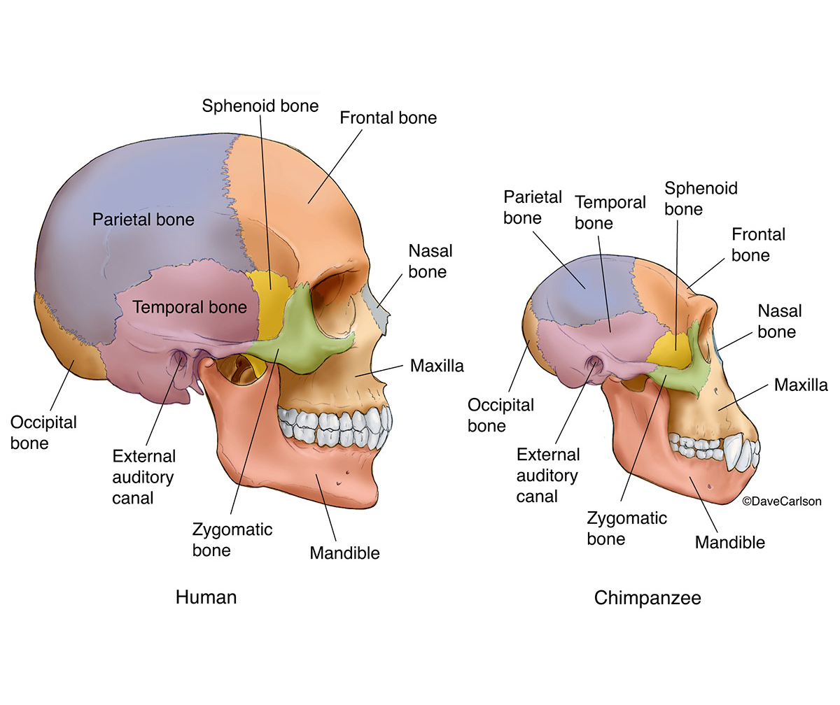 Illustration comparing bones of human and chimp skulls.