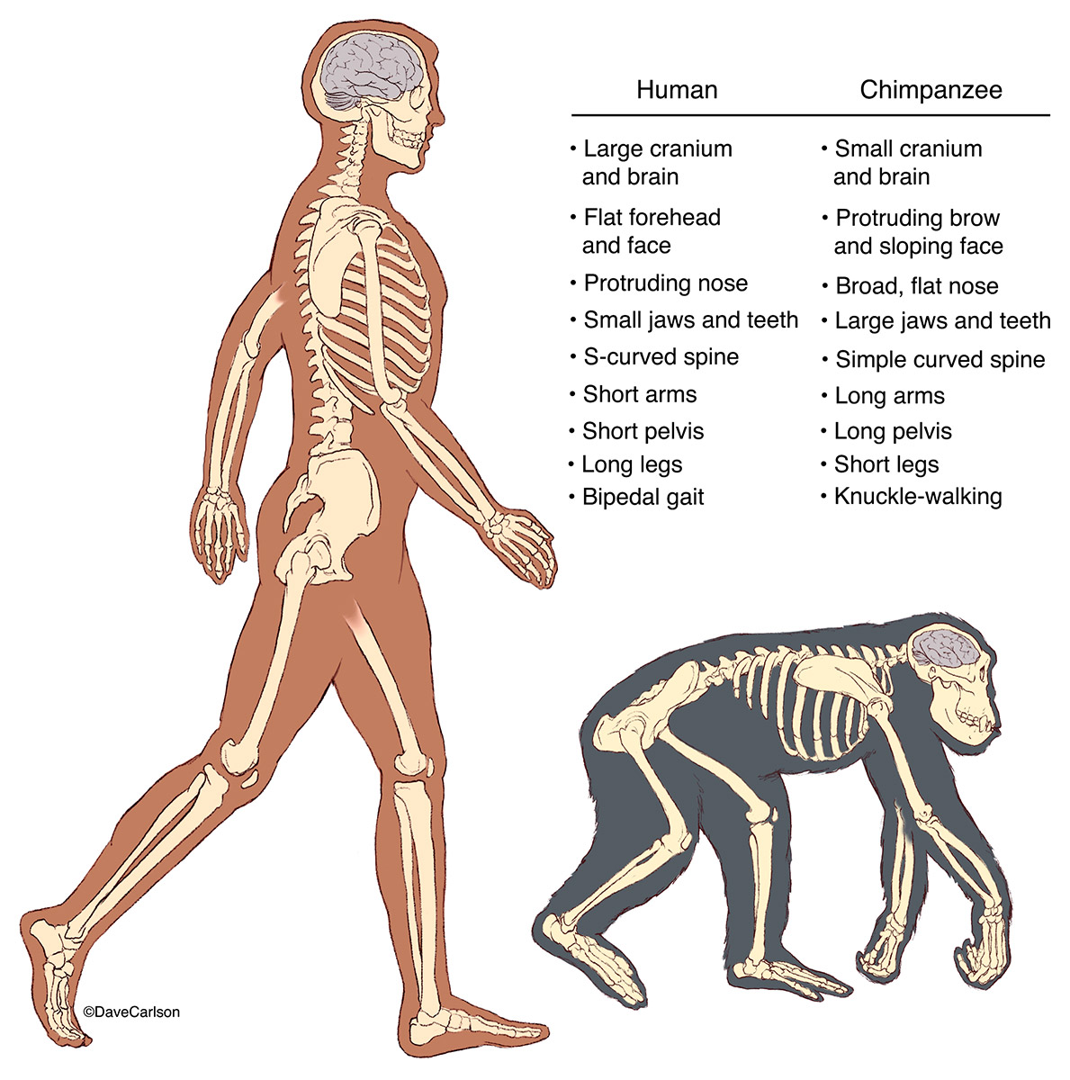 human-chimpanzee-skeletons-carlson-stock-art