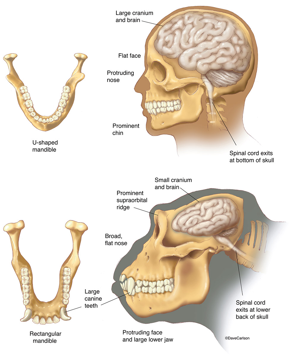 Illustration of comparative anatomy of human and gorilla heads.