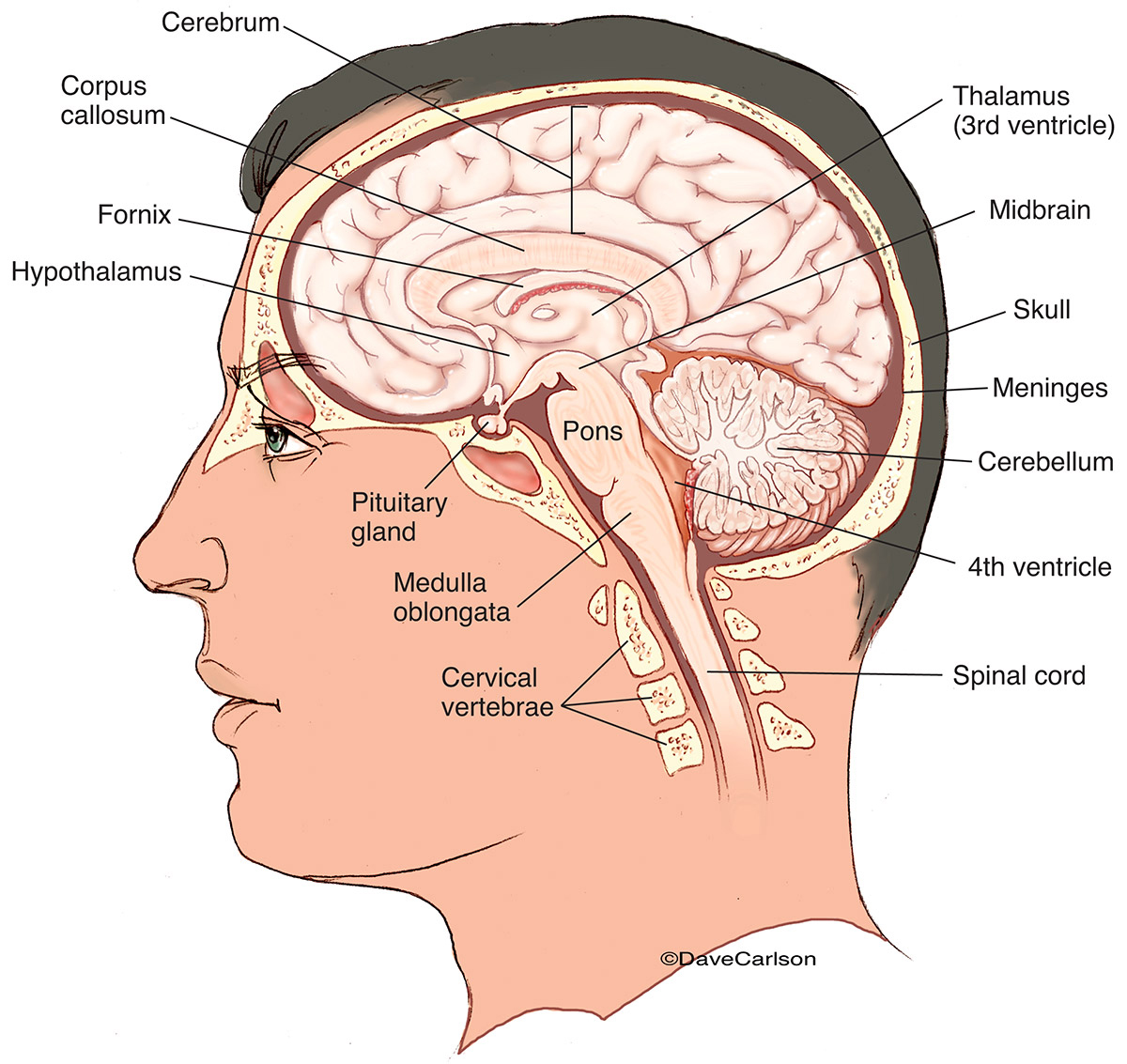 Illustration of the structures of the human brain, including the cerebrum, cerebellum and brainstem.