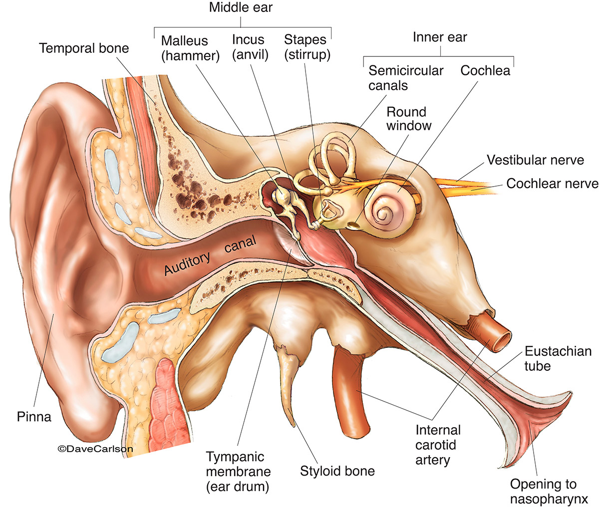 Illustration of the anatomy and related structures of the human ear.