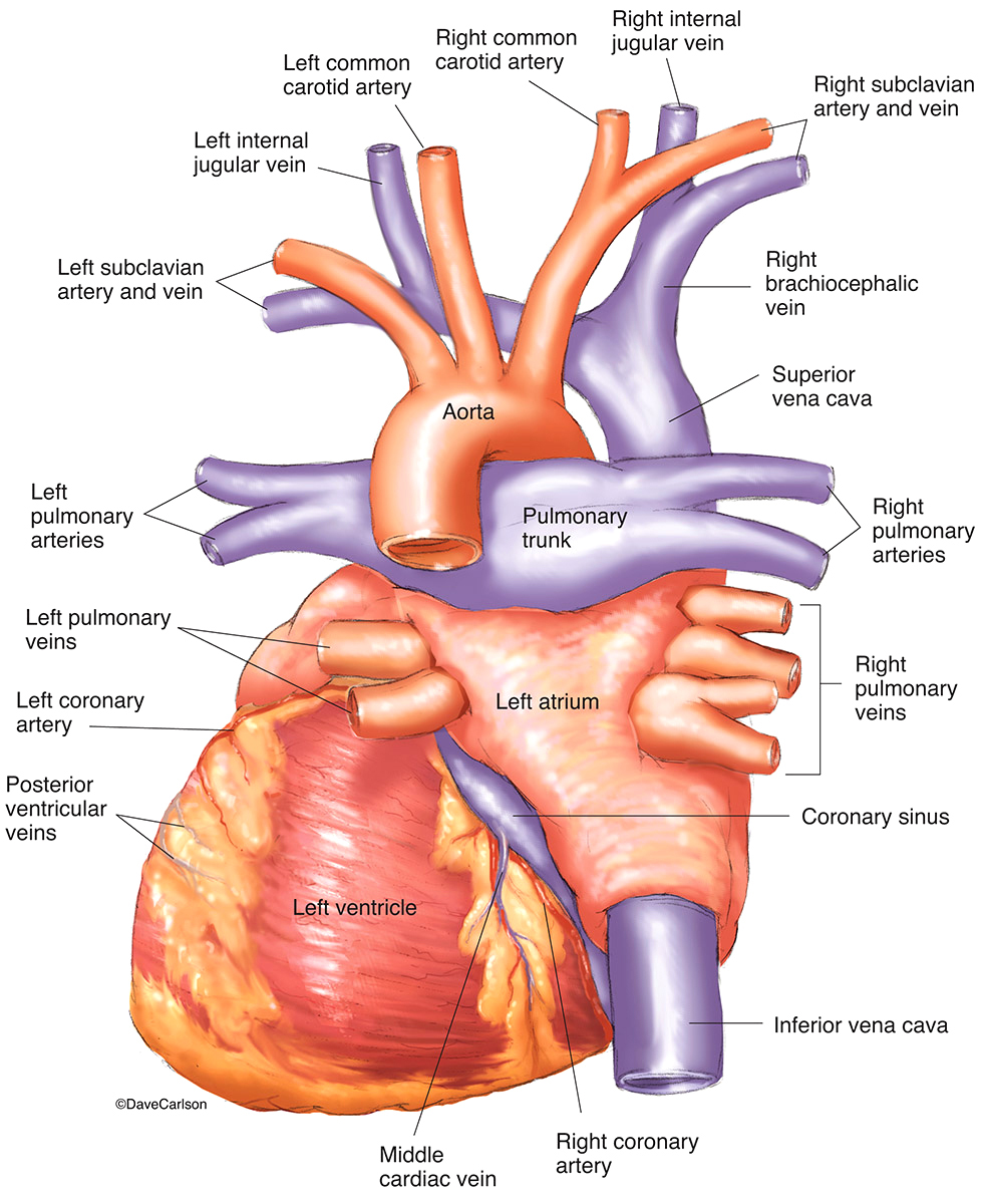 Illustration of the backside of the heart and its major vessels.