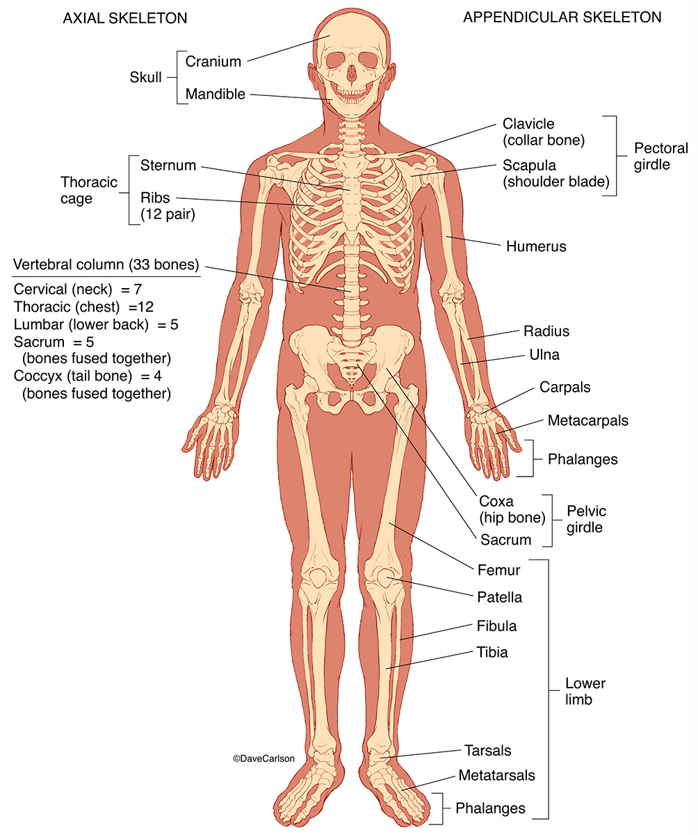 Illustration of the anterior view of human skeletal structure.