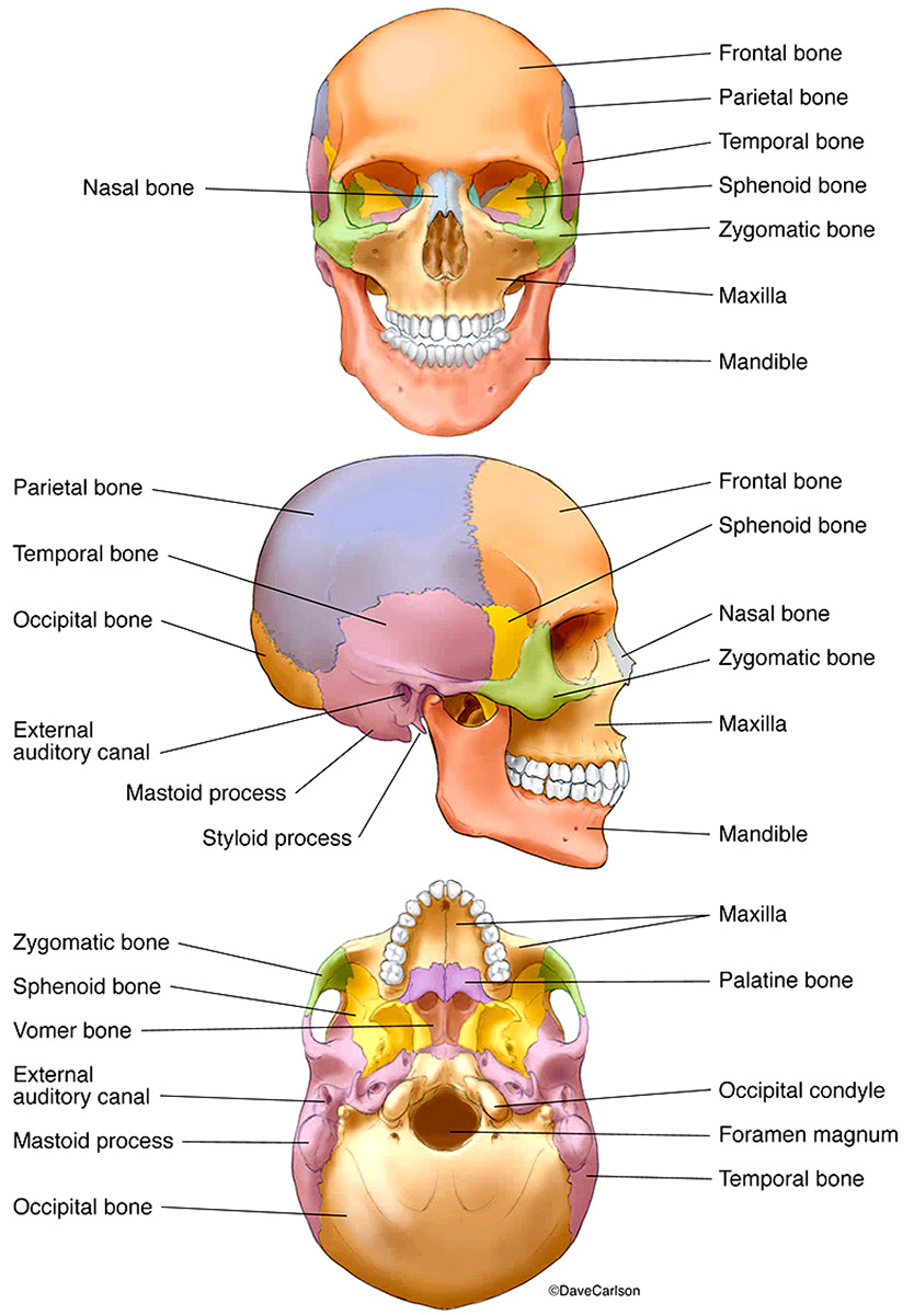 Illustration of a human skull with labeled and color-coded bones.