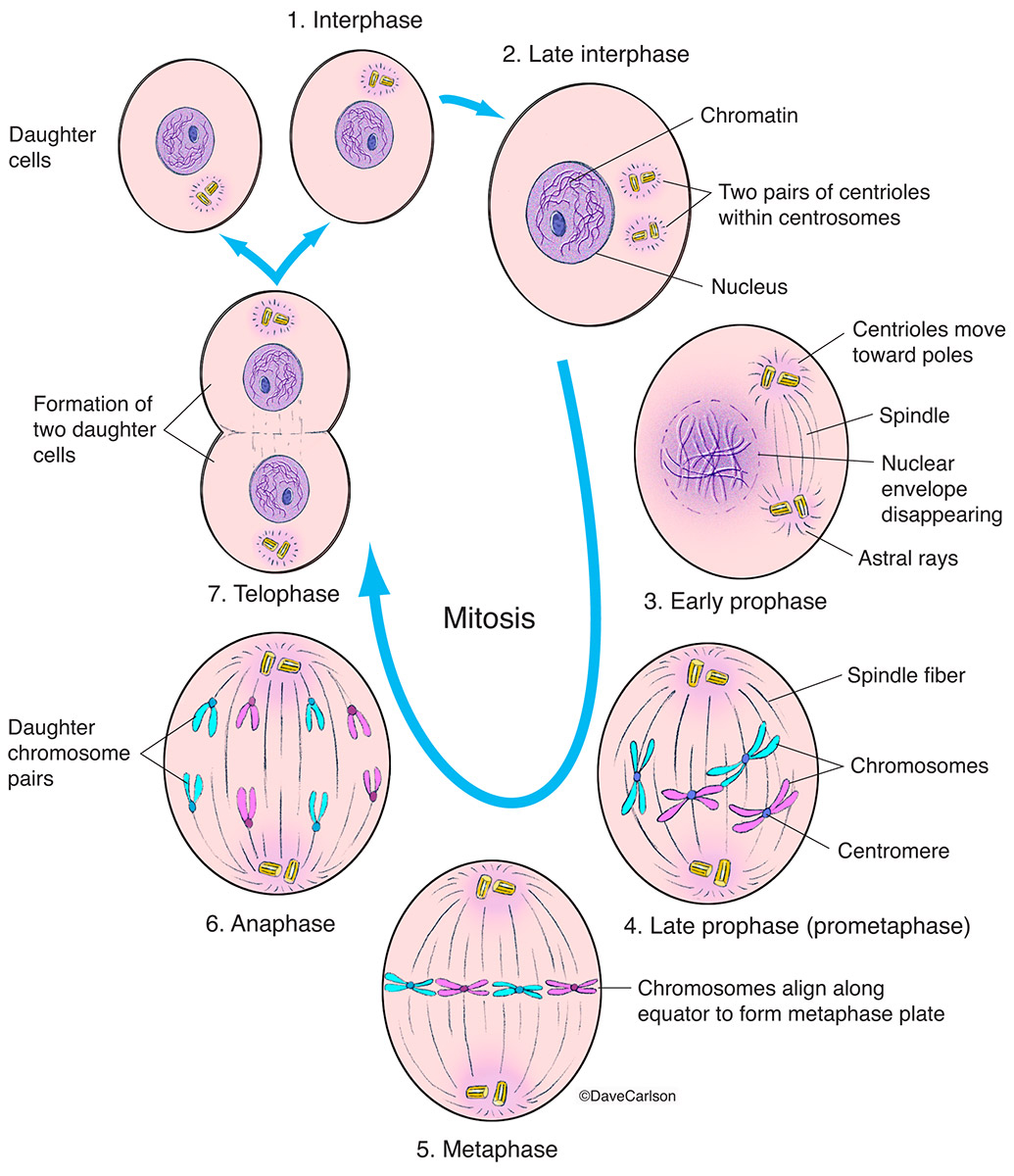 Interphase can be thought of as the premitosis stage of asexual cellular reproduction, wherein the cell copies its DNA in preparation...