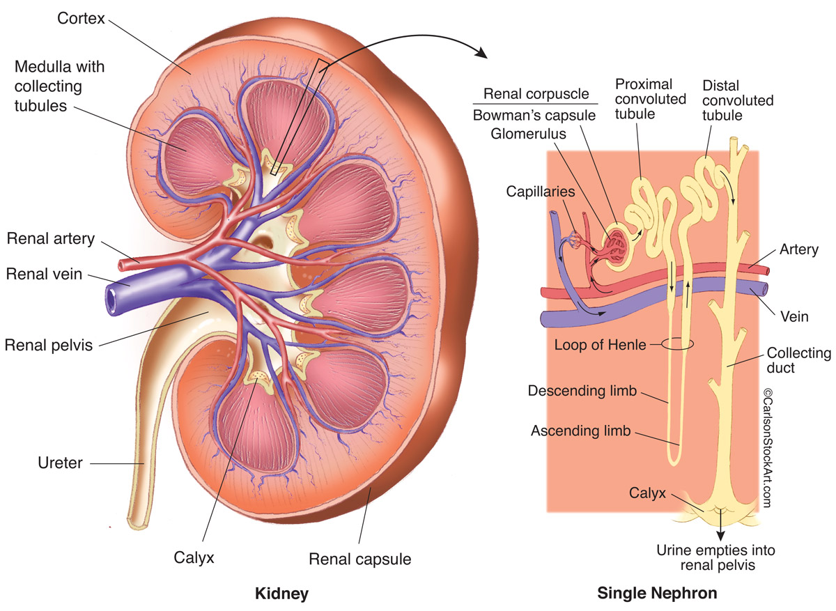 Color illustration of the anatomy and filtration physiology of the human kidney.
