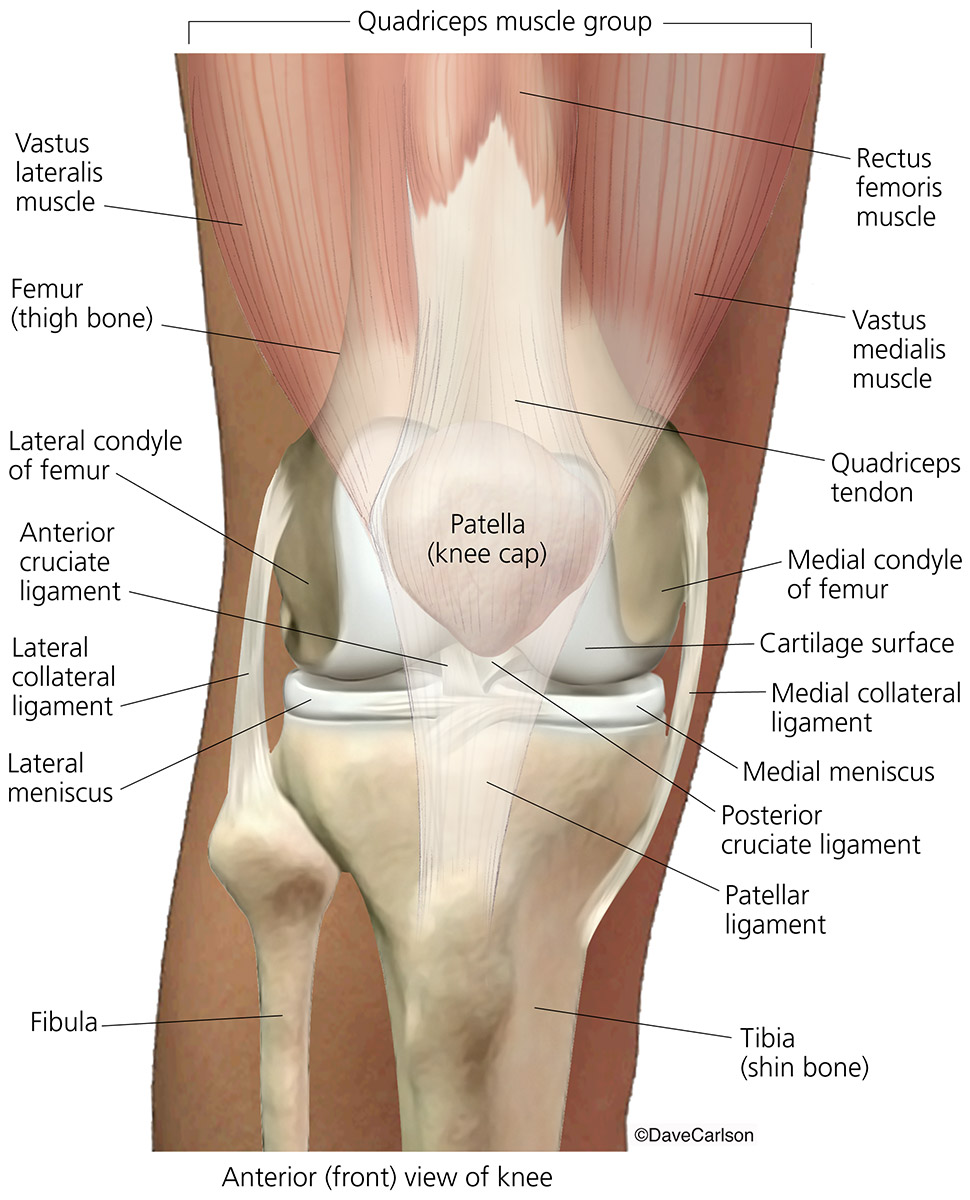 Illustration of the structures of the knee joint, including bones, ligaments, menisci and the three visible quadriceps muscles...