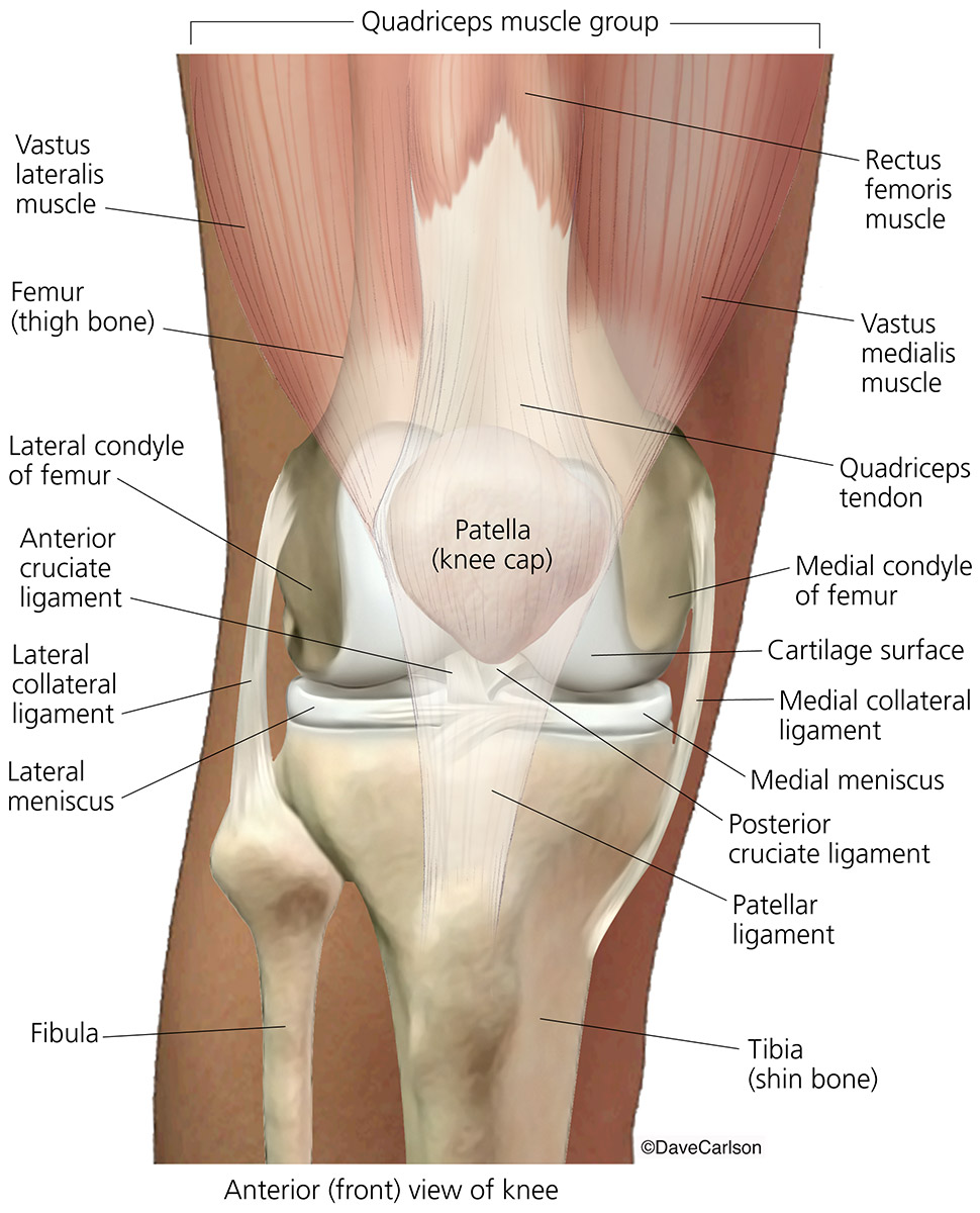 Knee Joint Anatomy Poster Joints Anatomy Knee Joint Anatomy Knee