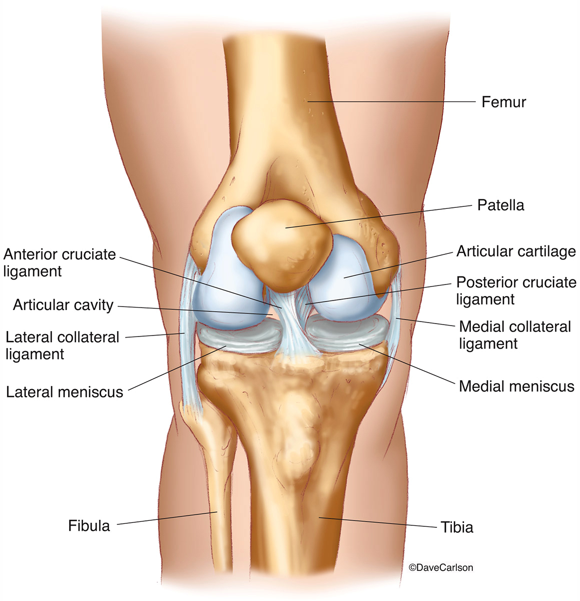 Illustration of the human knee joint bones, including ligaments and menisci (front view)