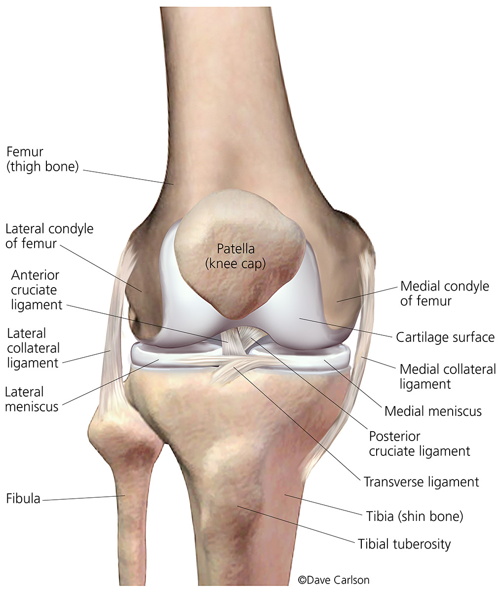 Illustration of the bones, ligaments, cartilage and menisci of the human right knee (front view)