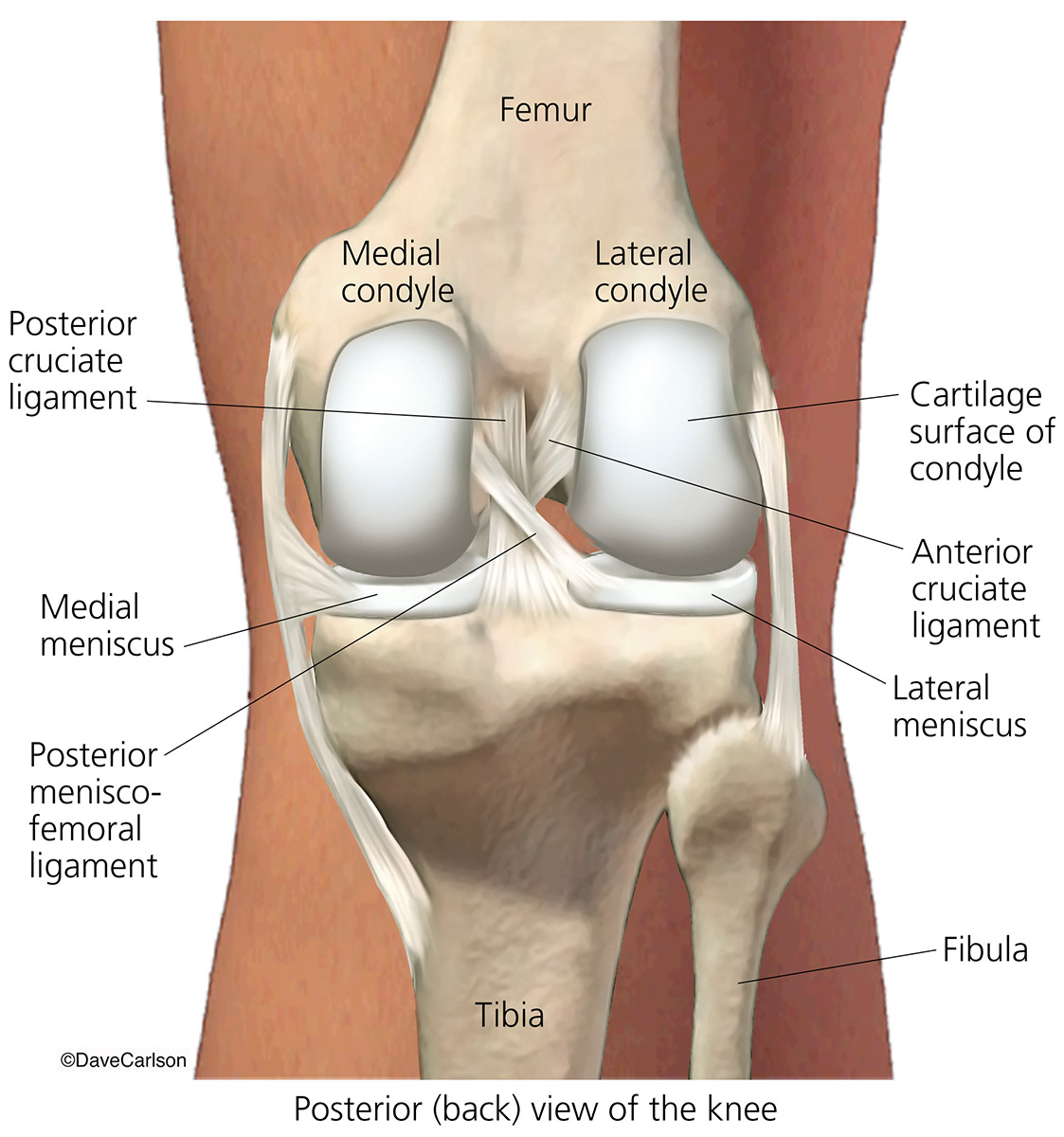 Illustration showing the human knee joint, including bones, ligaments and menisci (rear view)