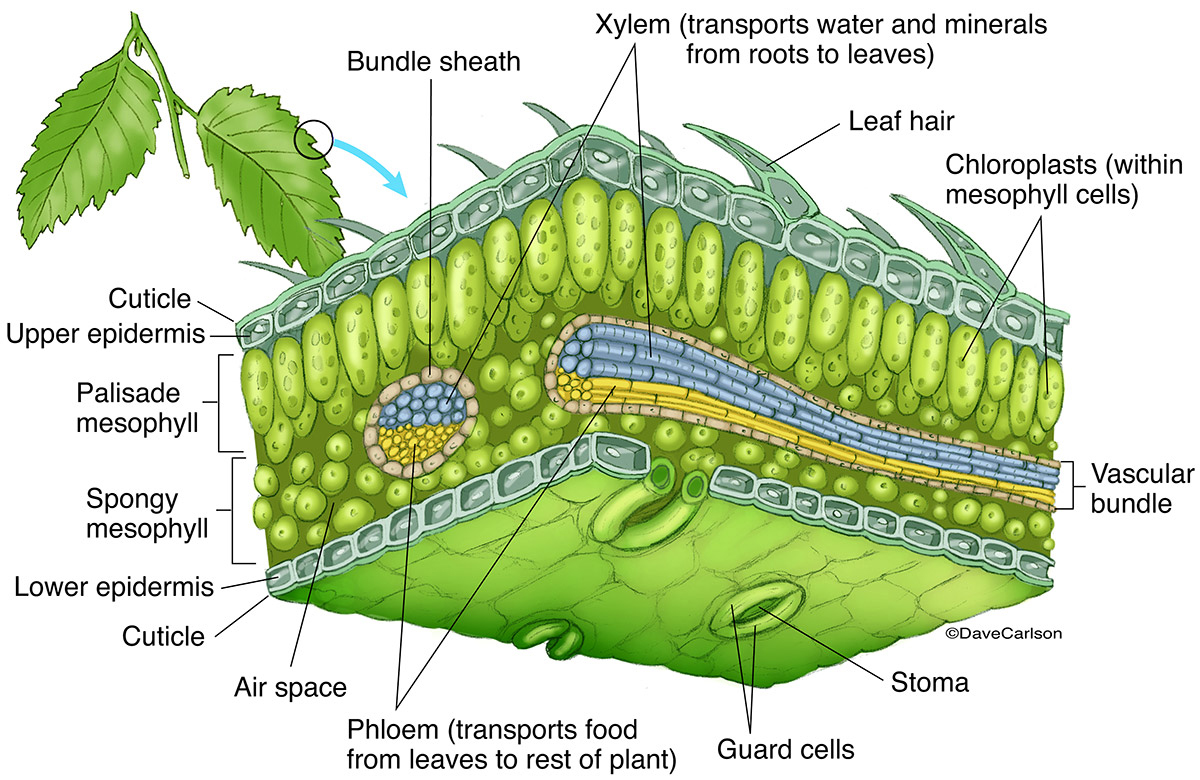 Illustration of a microscopic section of a typical leaf, showing its structural anatomy.