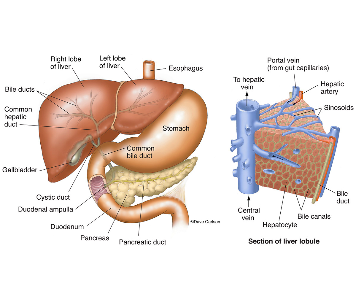 Illustration of the liver, gallbladder, bile ducts and associated organs.