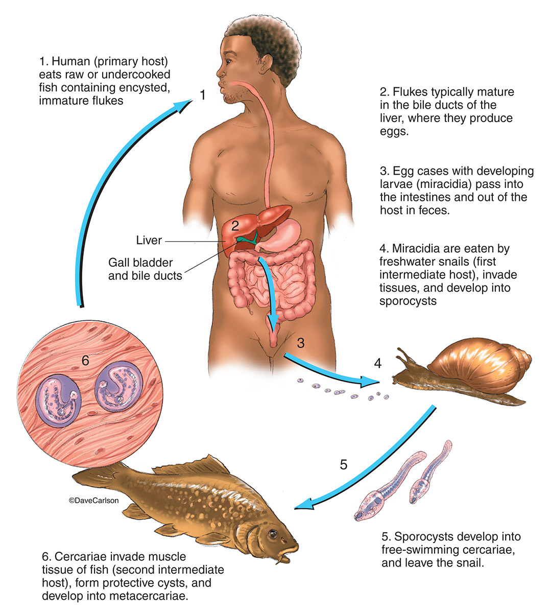 Illustration of the life cycle of a parasitic fluke of the phylum&nbsp;Platyhelminthes.