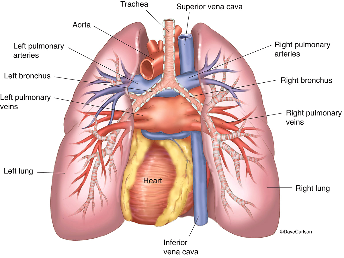 Illustration of the lungs, heart, trachea, bronchi and pulmonary vessels from behind.