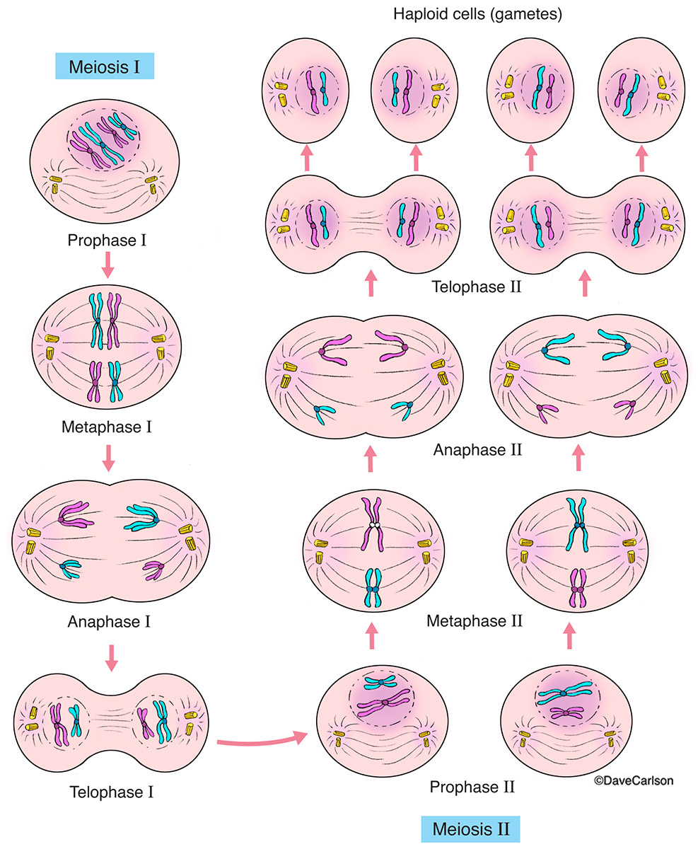 Meiosis&nbsp;(sexual reproduction) is a division of a germ cell into four gametes, or sex cells (sperm, egg), each having half...