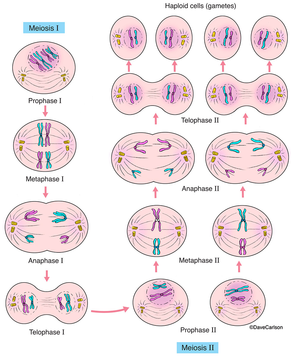 Meiosis Carlson Stock Art