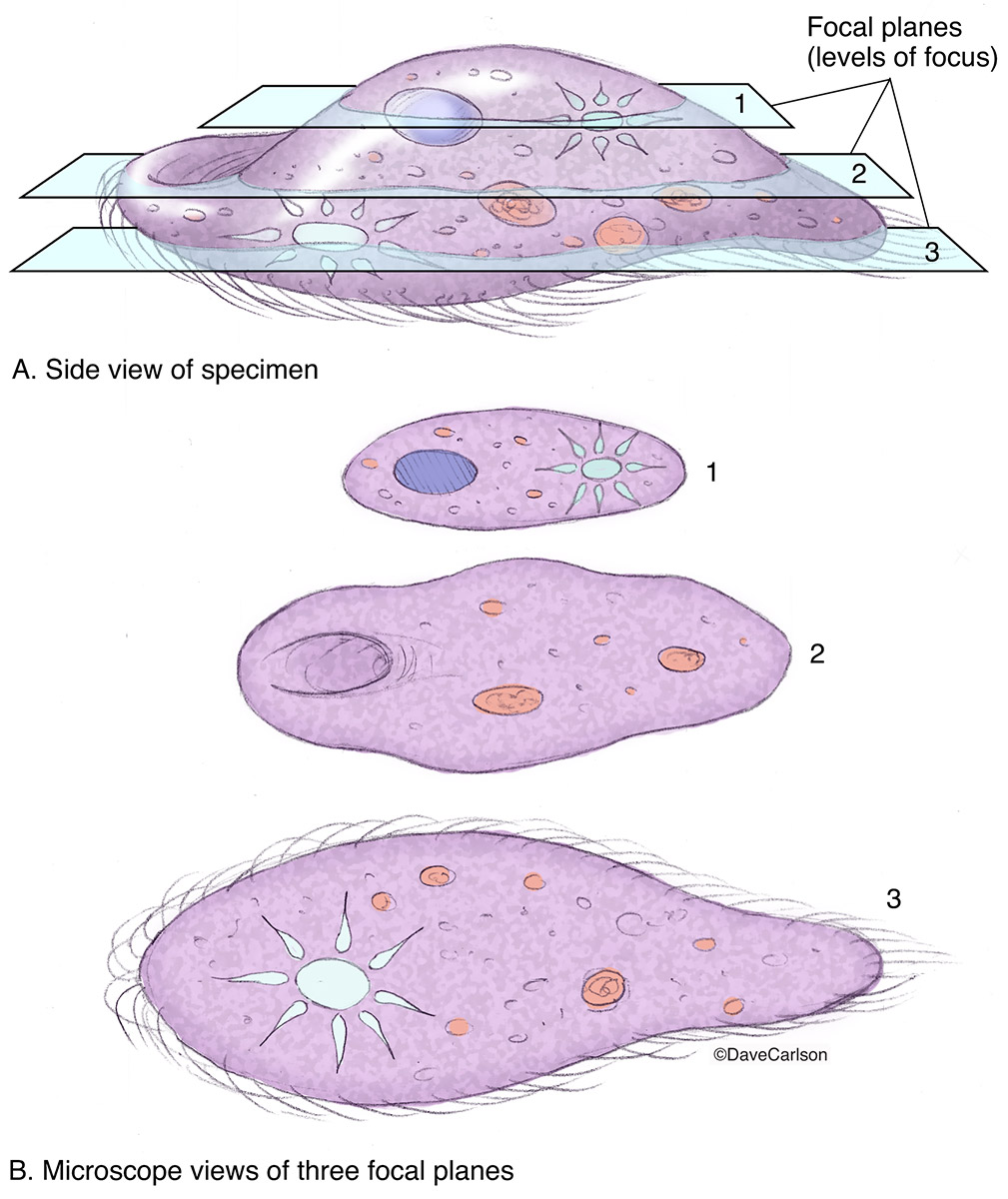 Illustration demonstrating how different levels of focus can reveal different parts of a specimen.