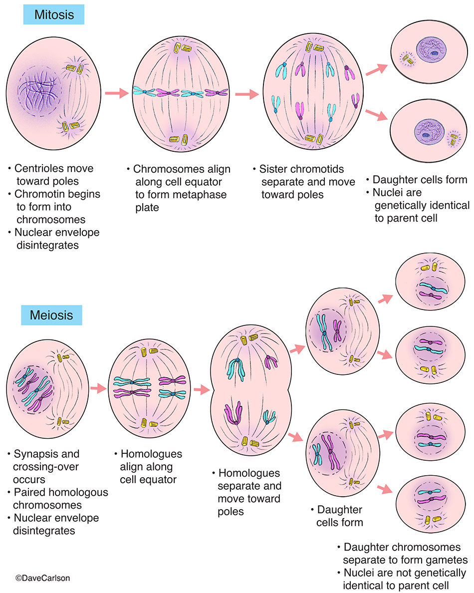 Mitosis (asexual reproduction) is cell division that results in two identical daughter cells from a single parent cell (unicellular...