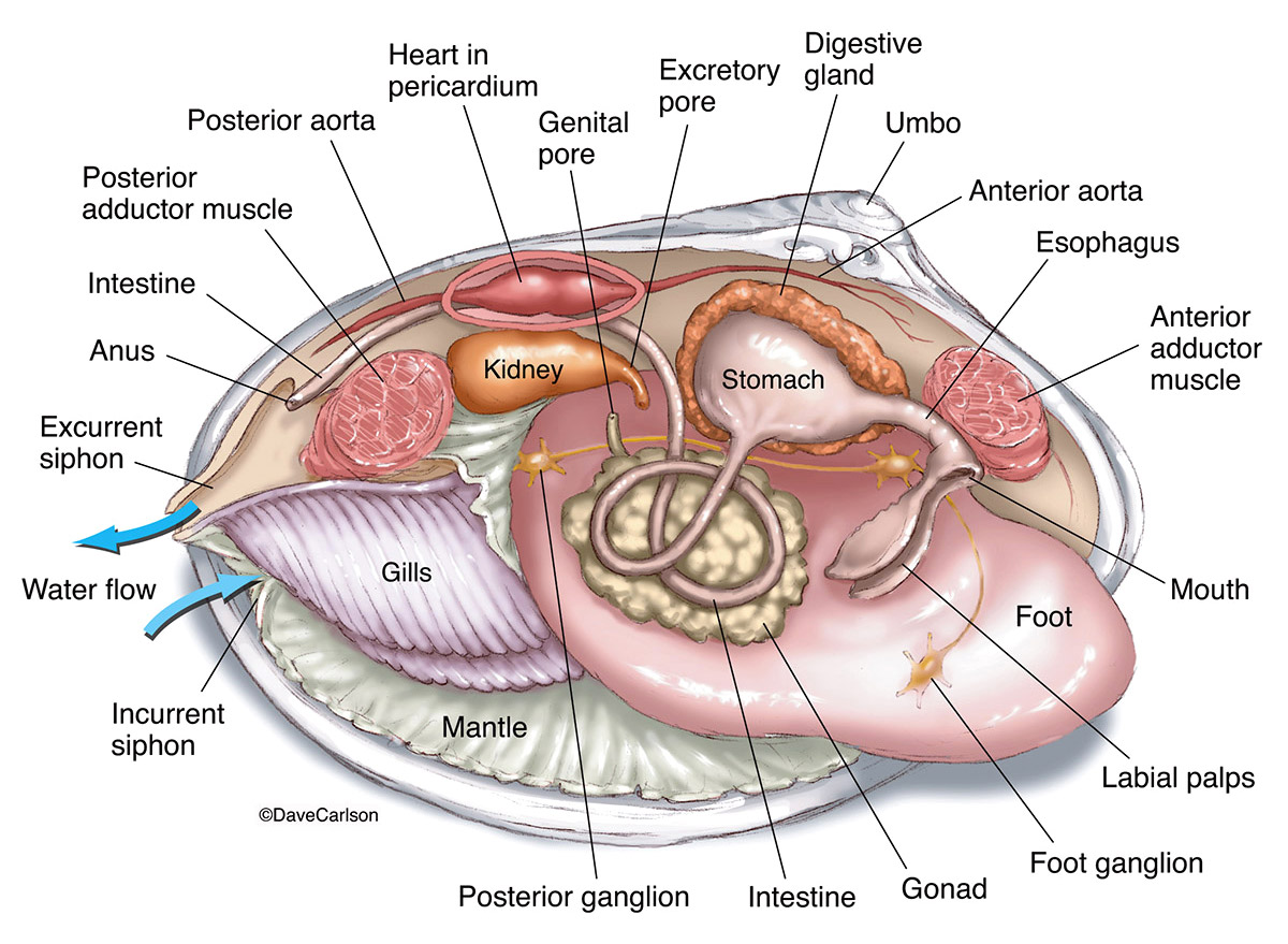 Illustration of the internal structure of a clam.