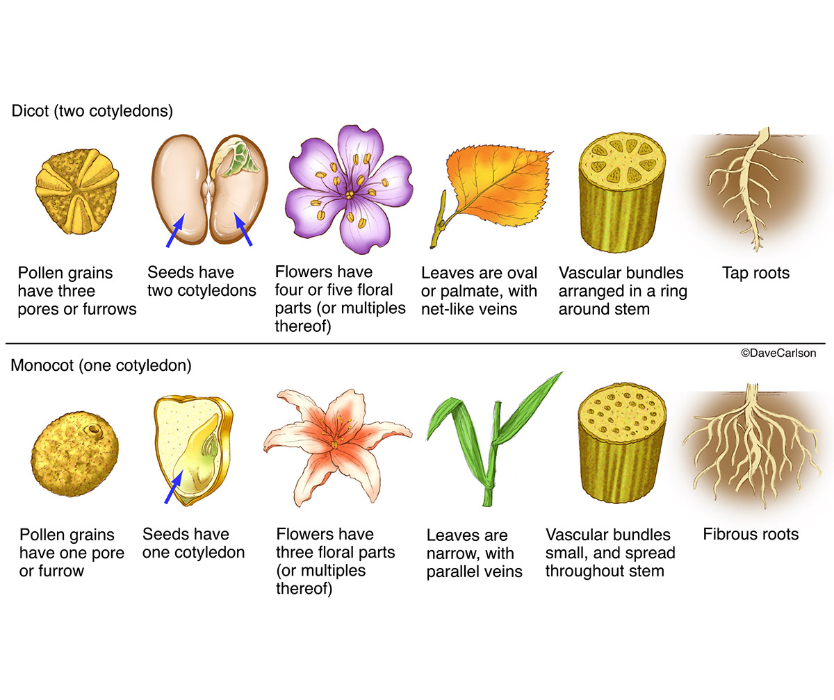 Illustration comparing monocot (one cotyledon) and dicot (two cotyledons) plants.