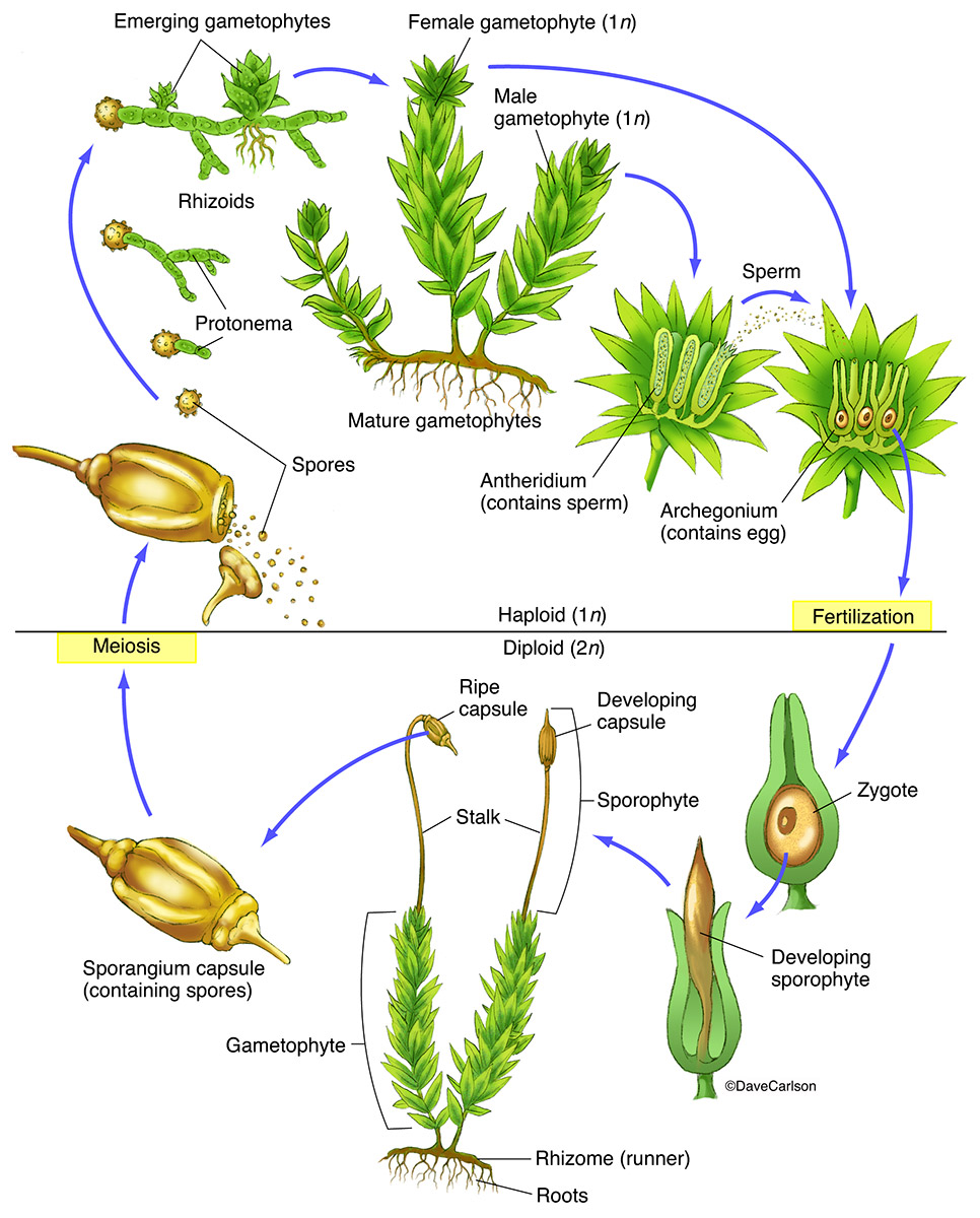 Illustration of a moss bryophyte life cycle.