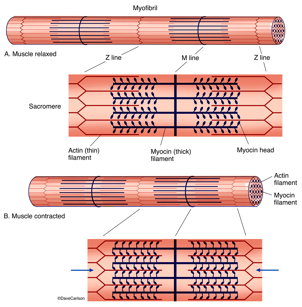 Muscle Contraction | Carlson Stock Art