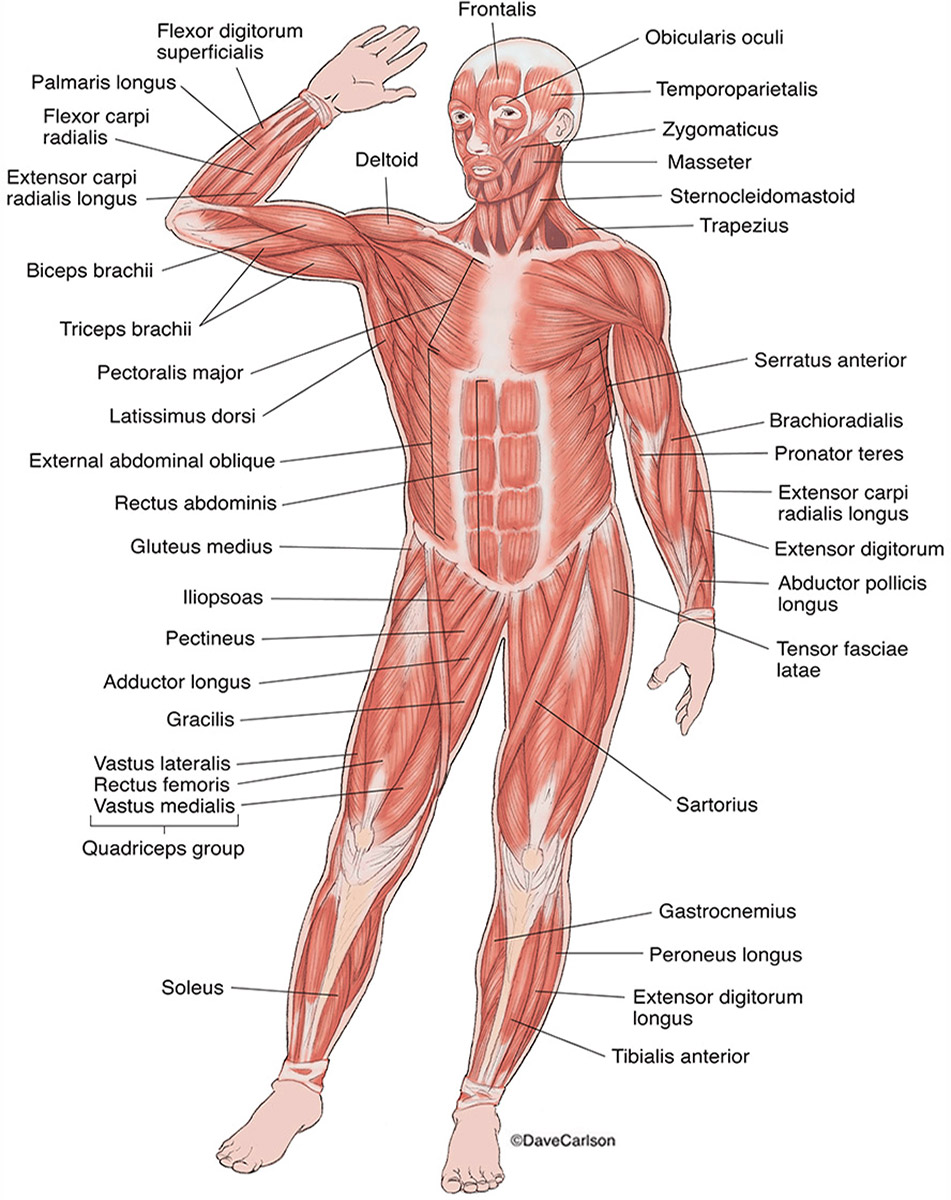 Illustration of the anterior superficial muscles of the human body.